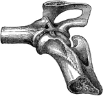 Ligaments of the hip joint- infero-internal view. Labels: a, cotyloid ligament; b, round ligament; c, pubio-femoral, crossed by the transverse ligament.