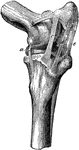 Ligaments of the stifle joint- antero-internal aspect. Labels: a, internal lateral femoro-tibial ligament; b, internal lateral patellar ligament; c, internal , d, middle, and e, external straight patellar ligaments.