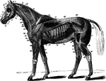 The superficial muscles of the horse with the panniculus and tunica abdominalis removed. Labels: 1, abducens; 2, retrahentes muscles; 2' attollens maximus; 2", attollens anticus; 3, temporalis; 4, nasalis longus; 5, orbicularis palpebrarum; 6, levator labii superioris alaeque nasi; 7, dilatator naris lateralis; 8, orbicularis oris; 9, zygomaticus; 9', buccinator; 10, depressor labii inferioris; 11, masseter; 12, levator humeri; 13, trapezius cervicalis; 14, trapezius dorsalis; 15, latissimus dorsi; 18, pextoralis parvus; 19, pectoralis magnus; 20, sterno-maxillaris; 23, subscapulo-hyoideus; 24, antea-spinatus; 25, teres externus; 26, postea-spinatus; 30, caput medium; 31, caput magnum; 33, extemsor metacarpi magnus; 34, humeralis obliquus; 35, extensor peis; 36, flexor metacarpi externus and medius; 37, flexor metacarpi internus; 46, cervical serratus magnus; 47, dorsal serratus magnus; 48, rhomboideus longus; 49, superficialis costarum; 50, splenius; 52, intercostales; 54, tensor fasciae latae; 55, triceps abductor femoris; 56, gluteus externus; 61, biceps rotator tibialis; 62, rectus femoris; 63, vastus externus; 65, gastrocnemius; 68, flexor pedis perforans; 69, peroneous; 70, extensor pedis; 71, flexor metatarsi; 72, flexor pedis accessorius; 74, obliquus abdominis externus.