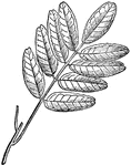 An illustration of a Pilocarpus branch.