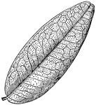 An illustration of a Pilocarpus leaf.