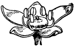 An illustration of a Pilocarpus flower.