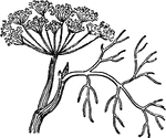Dill (Anethum graveolens) is a short-lived perennial herb. It is the sole species of the genus Anethum, though classified by some botanists in a related genus as Peucedanum graveolens (L.) C.B.Clarke. It grows to 40&ndash;60 cm (16&ndash;24 in) 1 inch, with slender stems and alternate, finely divided, softly delicate leaves 10&ndash;20 cm (3.9&ndash;7.9 in) long. The ultimate leaf divisions are 1&ndash;2 mm (0.039&ndash;0.079 in) broad, slightly broader than the similar leaves of fennel, which are threadlike, less than 1 mm (0.039 in) broad, but harder in texture. The flowers are white to yellow, in small umbels 2&ndash;9 cm (0.79&ndash;3.5 in) diameter. The seeds are 4&ndash;5 mm (0.16&ndash;0.20 in) long and 1 mm (0.039 in) thick, and straight to slightly curved with a longitudinally ridged surface.