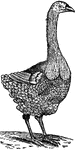 An illustration of pezophaps solitarius, part of the dodo family.