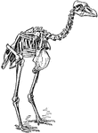 An illustration of the skeleton of a pezophaps solitarius, part of the dodo family.