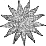 An illustration of a cryptozonate asterid.