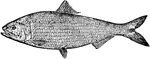 The American Shad (Alosa sapidissima) is an anadromous fish in the Clupeidae family of herrings, shads, sardines, hilsa, and menhadens.