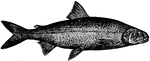 The Shad-Waiter (Coregonus quadrilateralis) is a whitefish in the Salmonidae family of salmon.