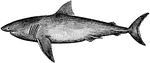 The Great White Shark (Carcharodon carcharias) is a large shark in the Lamnidae family of mackerel and white sharks.