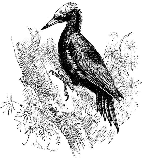 Great Black Woodpecker | ClipArt ETC