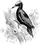 Great Black Woodpecker (Drycopus martius). This bird of one of the largest of its tribe, black with a scarlet crest, and resembles somewhat the ivory-billed and pileated woodpeckers of the United States. It inhabits northerly portions of Europe.