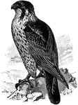 The Peregrine Falcon (Falco peregrinus), also known simply as the Peregrine, and historically as the "Duck Hawk" in North America, is a cosmopolitan bird of prey in the family Falconidae.
