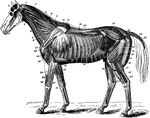 The deep muscles of the horse. Labels: 1, temporalis; 1', stylo-maxillaris; 2, rectus capitis anticus major; 3, sterno-thyro-hyoideus; 4, sterno-maxillaris; 5, trachea; 6, scalenus; 7, splenius; 8, funicular part of ligamentum nuchae; 9, rhomboideus longus; 10, cervical serratus magnus; 15, costal serratus magnus; 11, cartilage of prolongation; 12, rhomboideus brevis; 13, transversalis costarum; 14, longissimus dorsi; 15, serratus magnus; 16, external intercostarum; 17, internal intercostals; 18, rectus abdominis; 19, pexctoralis magnus; 20, postea-spinatus minor; 21, flexor brachii; 22, humeralis obliquus; 22', capus parvum (of treceps extensor brachii); 23, extensor suffraginis; 24, extensormetacarpimagnusdivided; 25, extensor metacarpo obliquus; 25', tendon; 26, 28, flexor pedis perfoans and perforatus; 29, obliquus abdominis internus; 30, gluteus maximus; 31, erector coccygis; 32, curvator coccygia; 33, depressor coccygis; 34, rectus femoris; 35, vastus externus; 36, part covered by triceps abductor; 37, biceps rotator tibialis; 38, gastrocnemius; 39, plantaris; 40, flexor pedis perforans; 41, peroneus; 42, flexor metatarsi; 43, extensor pedis. (cut across)