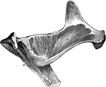 Deep-seated muscles of the gluteal region. Labels: a, deep anterior portion of gluteus maximus; b, gluteus internus; c, common tendon of obturator internus and pyriformis; d, gemellus anticus and posticus; e, ischiofemoralis.