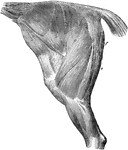 The muscles of the thigh and haunch- left side; the external fascia being removed. Labels: a, tensor fasciae latae; b, gluteus externus; c, gluteus maximus; d, triceps abductor femoris; e, biceps rotator tibialis; f, part of adductor magnus.