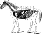 The digestive apparatus of the horse. Labels: a, mouth; 2, pharynx; 3, esophagus; 4, diaphragm; 5, spleen; 6, stomach (left sac); 7, duodenum; 8, liver (upper extremity); 9, great colon; 10, caecum; 11, small intestine; 12, floating colon; 13, rectum; 14, anus; 15, left kidney and ureter; 16, bladder; 17, urethra; a, hard palate; b, tongue; c, soft palate; d, trachea; e, pulmonary artery (divided); f, heart; g, posterior aorta.