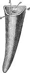 Incisor tooth of a horse-posterior view. Labels: a, outer layer of enamel; b, inner layer of enamel round the infundibulum; c, dental star; d, the dentine.