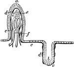 Section of mucous membrane of the small intestine. One the left a villus is seen in seen in section. Labels, the epithelial covering, the blood-vessels, the basement membrane, or sub epithelial layer, spaces for reception of the chyle, origin of a lacteal vessel. On the right is a follicular depression in the mucous membrane, with, the cells lining it and the sub epithelial layer.