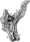 Anterior view of the pancreas. Labels: a, left branch; b, right branch; c, inferior branch; d, duct of Wirsung; e, ductus pancreaticus minor; f, portal vein cut across; g, notch for the great mesenteric artery.