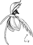 Species: Habenaria spp. View of a single flower showing its strange, fringed lip.