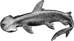 The Bonnethead Shark (Sphyrna tiburo) is a small shark in the Sphyrnidae family of hammerheads.