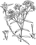 The Chay Root (Oldenlandia umbellata) is a plant native to India used for the red dye that can be extracted from its root. "Shaya-root ... a, flower; b, pistil and calyx." -Whitney, 1911