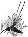 The Peruvian Sheartail (Thaumastura cora) is a hummingbird in the Trochilidae family of hummingbirds.