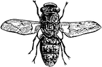 The adult Sheep Bot Fly (Oestrus ovis) is a fly in the Oestridae family of bot flies and is known as a major pest in the Australian sheep industry.