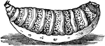 The full grown larva of the Sheep Bot Fly (Oestrus ovis) is a fly in the Oestridae family of bot flies and is known as a major pest in the Australian sheep industry. 'b' shows anal appendages.