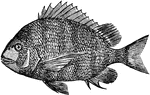 The Sheepshead (Archosargus probatocephalus) is a fish in the Sparidae family of breams and porgies.