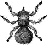 The Sheep Ked (Melophagus ovinus) is a wingless louse fly that is a parasite to sheep.