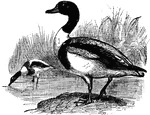 The Common Shelduck (Tadorna tadorna) is a duck distinguished by its red bill and white, brown, and green feathers. It belongs to the Anatidae family of ducks, geese, and swans.