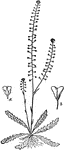 "Plant with Flowers and Fruits of Shepherd's-purse" (Capsella bursa-pastoris) "a, flower; b, a pod." -Whitney, 1911