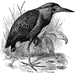 The Green Heron (Butorides virescens) is a small wading bird in the Ardeidae family of herons, and is native to North and Central America.