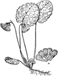 "Flowering Plant of Shortia galacifolia. a, the corolla, laid open." -Whitney, 1911