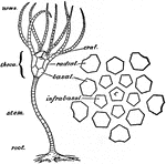 An illustration of a simple five armed crinoid with a detailed view of the tegmen of five orals. Crinoids, also known as sea lilies or feather-stars, are marine animals that make up the class Crinoidea of the echinoderms (phylum Echinodermata). They live both in shallow water and in depths as great as 6,000 meters. Crinoids are characterized by a mouth on the top surface that is surrounded by feeding arms. They have a U-shaped gut, and their anus is located next to the mouth.