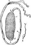 Illustration of a male green spoonworm. A, Bonellia viridis; B, mouth; C, ventral hooks; and d, anus. The Green Spoonworm (Bonellia viridis) is a marine worm (phylum Echiura) noted for displaying exceptional sexual dimorphism and for the biocidal properties of a pigment in its skin