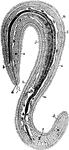 Illustration of a male green spoonworm. A, Generative pore with spermatozoa; B, Anterior blind end of intestine attached to the parenchymatous tissue by muscular strands; C, Green wandering cells containing chlorophyll; D, Parenchymatous connective tissue; Epidermis, I, Intestine; J, Vas deferens; L, Internal opening of vas deferens; M, The left anal vesicle; and M, Spermatozoa in the body-cavity.