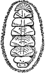 A dorsal view of a chiton, showing the eight shell plates. Chitons are small to large, primitive marine mollusks in the class Polyplacophora. There are 900 to 1,000 extant species of chitons in the class, which was formerly known as Amphineura. Chitons have a shell which is composed of eight separate shell plates or valves. These plates overlap somewhat at the front and back edges, and yet the plates articulate well with one another. Because of this, although the plates provide good protection for impacts from above, they nonetheless permit the chiton to flex upward when needed for locomotion over uneven surfaces, and also the animal can slowly curl up into a ball when it is dislodged from the underlying surface. The shell plates are surrounded by a structure known as a girdle.