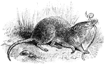 The Common Shrew (Sorex araneus) is a small mammal common in Europe. They are in the Soricidae family of shrews.