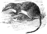 The American Water Shrew (Sorex palustris) is a small mammal in the Soricidae family of shrews that is found in aquatic habitats.