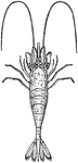 The Common Shrimp (Crangon crangon) is a shrimp fished mainly in the North Sea. The species is also known as the Brown Shrimp or the Sand Shrimp with the synonym Crangon vulgaris.