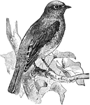 The Eastern Bluebird (Sialia sialis) is a medium-sized bird in the Turdidae family of thrushes.