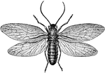 The Alderfly (Sialis infumata) is an insect in the Megaloptera order of alderflies, dobsonflies, and fishflies.