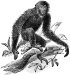 The Siamang (Symphalangus syndactylus) is an ape in the Hylobatidae family of gibbons. It is distinguished by its large gular sac with which it makes loud resonating sounds.