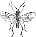 The male adult of Sigalphus curculionis, a species of parasitoid wasps. These insects use other insects as hosts until they are eventually killed.