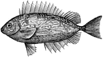 34 illustrations of fish including: queenfish, rabbitfish, ray, redeye, redfish, remora, roach, rockfish, rockling, roncador, rudd, and ruffe