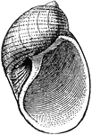 Naticina papilla is a species of naticoid, a predatory sea snail in the gastropod class of Mollusca.
