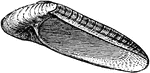 Naticina haliotoides is a species of naticoid, a predatory sea snail in the gastropod class of Mollusca.