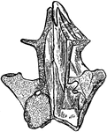 The Common Mudpuppy (Necturus maculosus) is a species of aquatic salamander found throughout the northeastern United States, and parts of Canada. Pictured here is the dorsal view of the cranium.